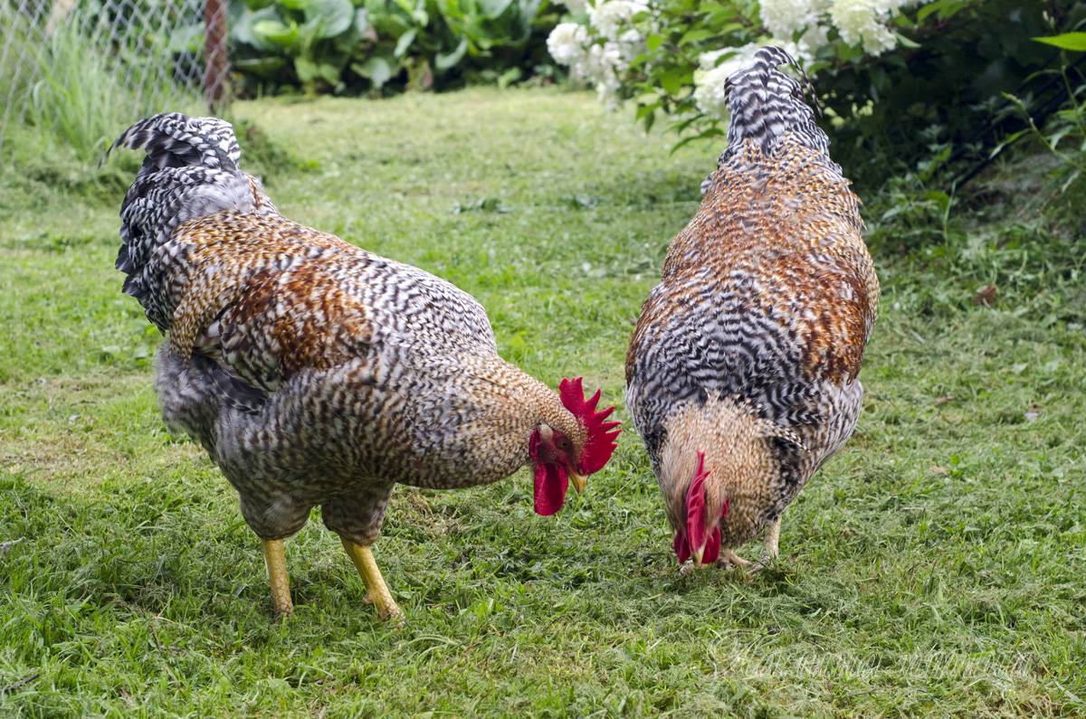 Билефельдер: описание породы кур, ее характеристики и фото цыплят и петухов, особенности выращивания