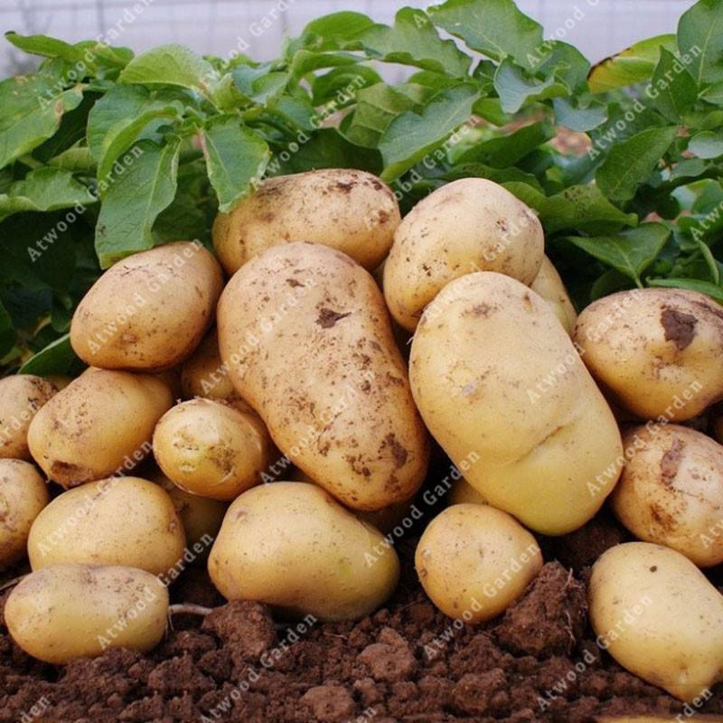 Сорт картофеля лабадия: фото, отзывы, описание, характеристики