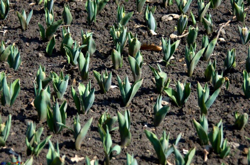Тюльпаны: можно ли пересадить весной до цветения, как подготовить почву и луковицу