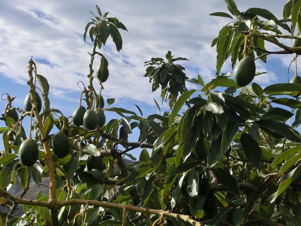 Авокадо: где растет, чем полезен, как вырастить дома, что приготовить из него?