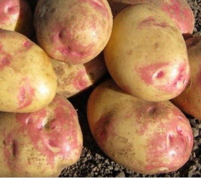 Пикассо — описание и отзывы о голландском сорте картофеля