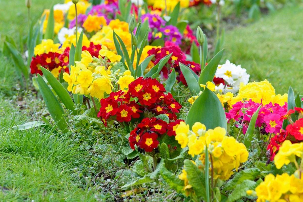 Примула цветок садовый многолетний посадка и уход в открытом грунте фото