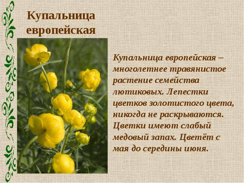 Купальницы цветы красная книга фото