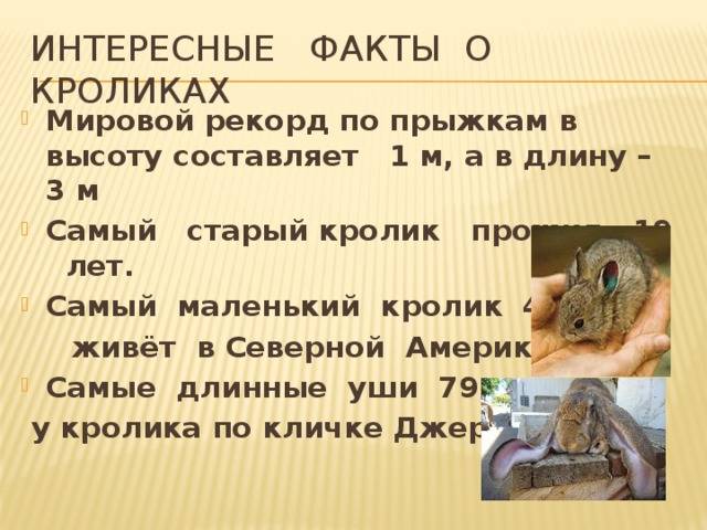 Кролик – описание, породы, виды, фото, декоративные кролики