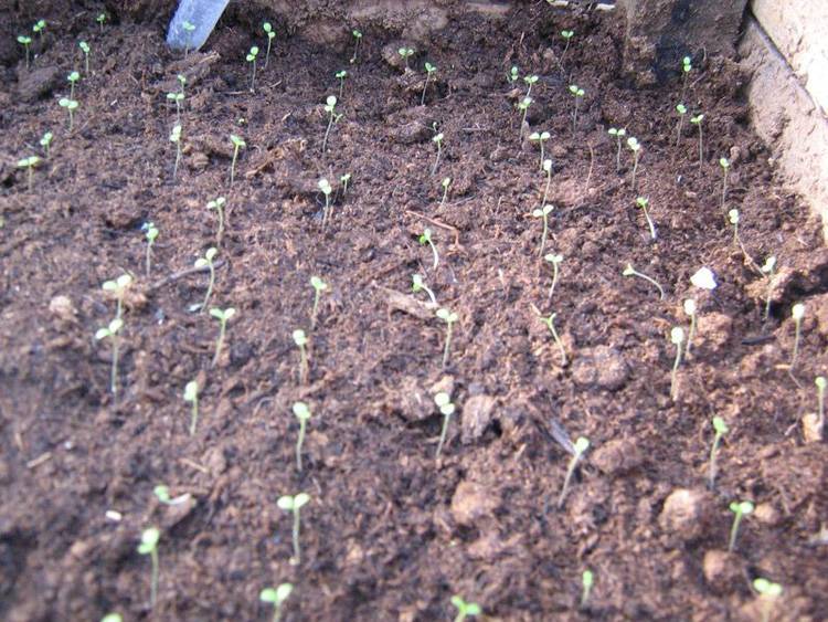 Петунии рассадой из семян: посев, выращивание и уход