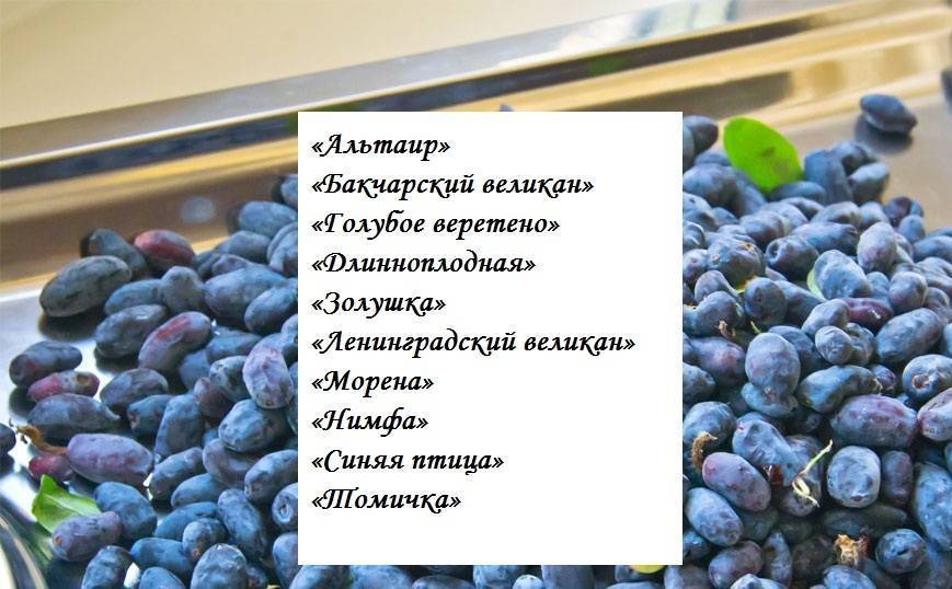 Жимолость морена: описание сорта, фото, отзывы