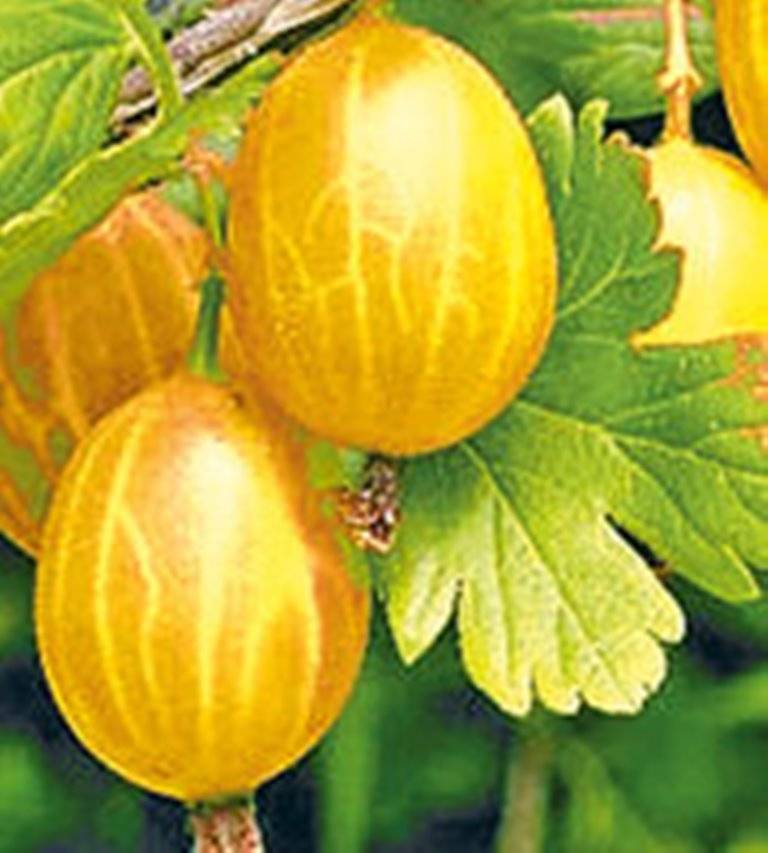 Крыжовник английский жёлтый: характеристика, особенности выращивания и размножения