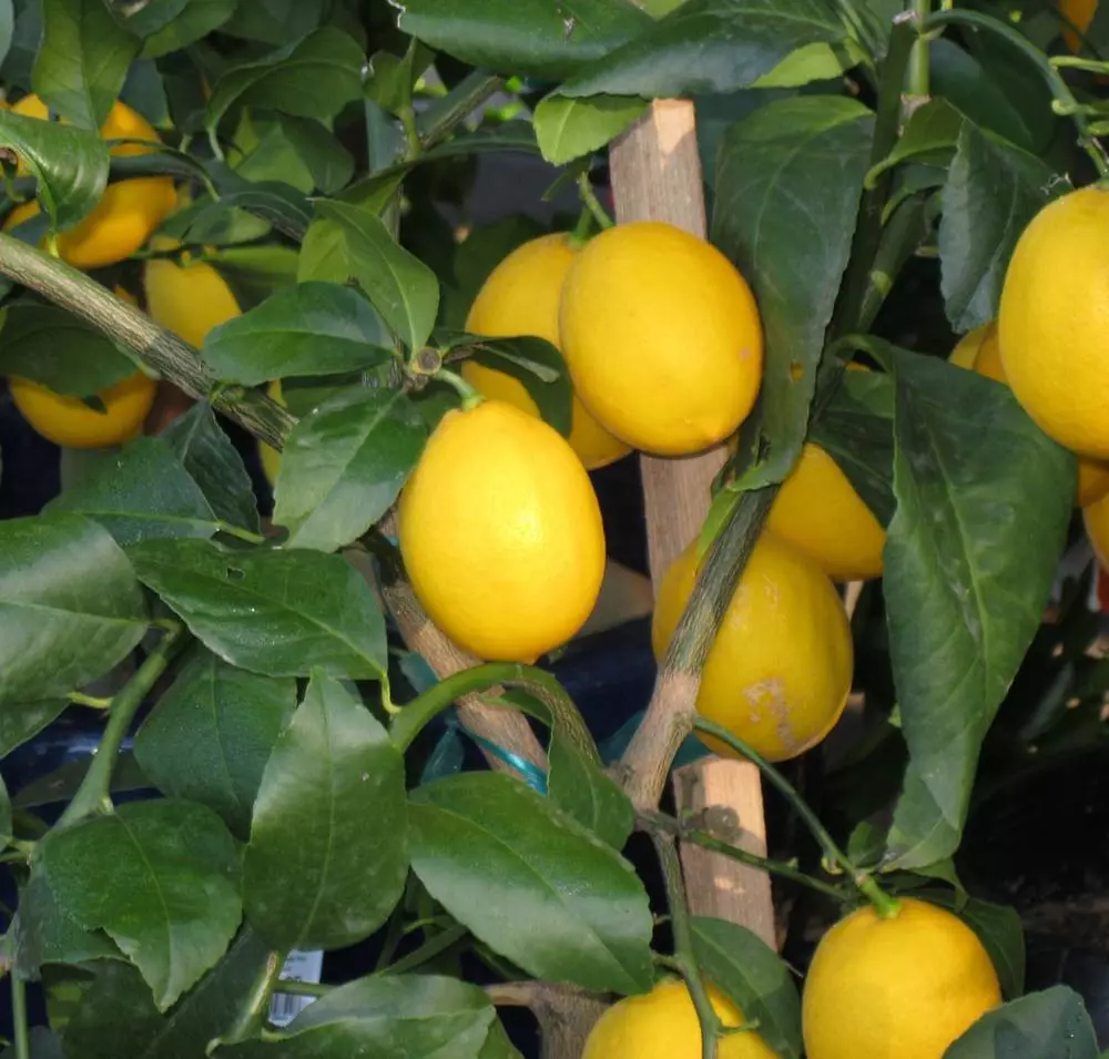 Вечнозеленый лимон мейера: описание, уход за растением, размножение, болезни и вредители