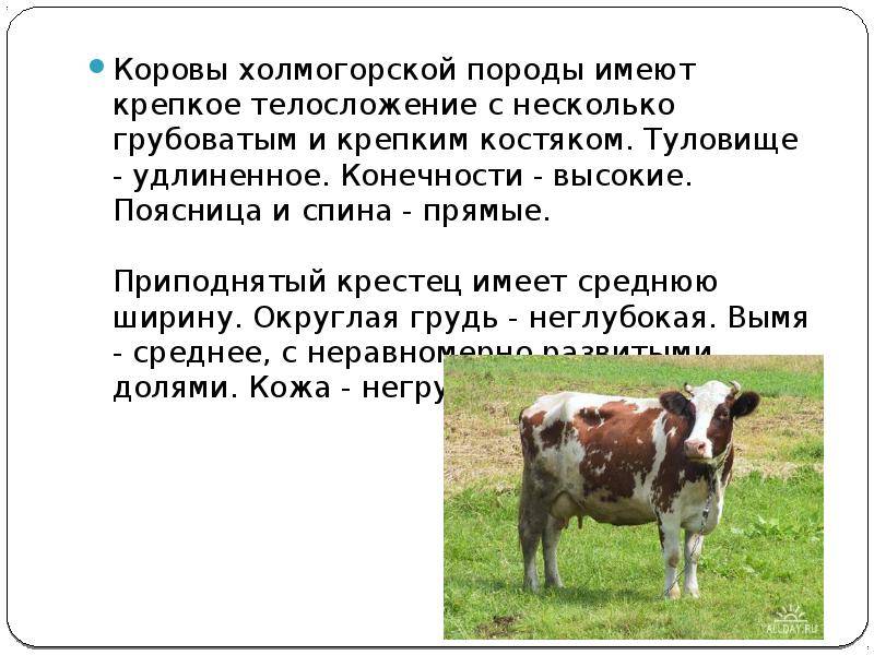Холмогорская порода коров: характеристика содержание и рациона, фото, отзывы фермеров и описание отела — moloko-chr.ru