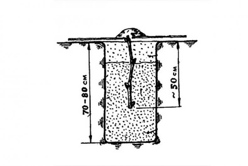 Яма для винограда схема и размеры в сибири