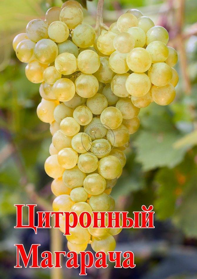 Описание сорта винограда цитронный магарач: фото, видео и отзывы | vinograd-loza