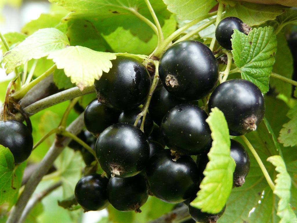 Смородина пигмей: описание сорта черной смородины, выращивание - посадка и уход