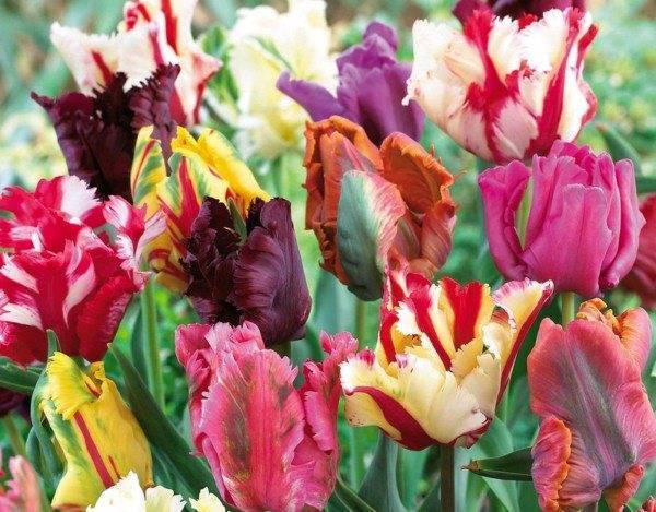Попугайные тюльпаны: сорта, правила посадки и ухода - агро журнал "ru поле"