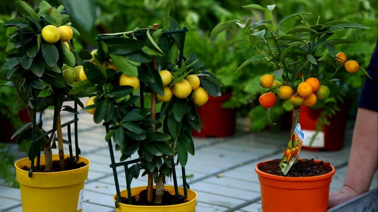 Что приносят в дом цитрусовые растения, которые не так просто выращивать, но многих это не пугает