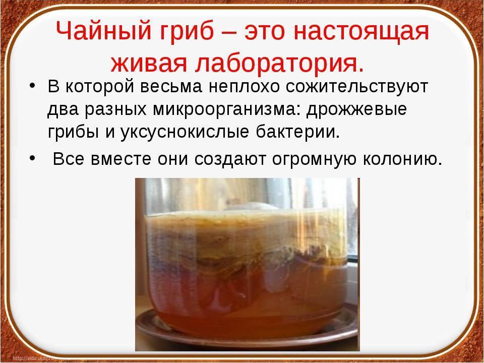 Чайный гриб как заваривать рецепт. Чайный гриб уксуснокислые бактерии. Структура чайного гриба. Строение чайного гриба. Чайный гриб полезные.