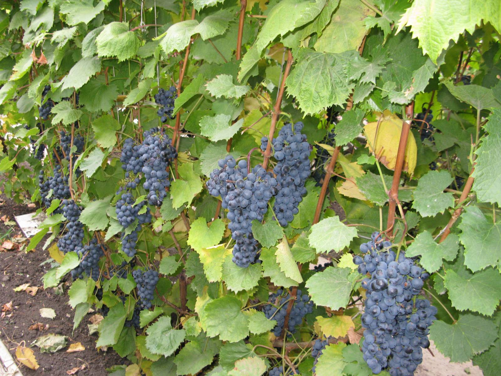 Виноград северный: что нужно знать о нем, описание сорта, отзывы