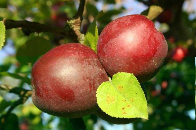 Яблоня спартан – описание сорта, фото, отзывы