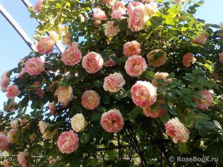 Плетистая роза cesar (юлий цезарь): фото и описание, отзывы