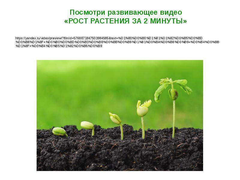 Условия роста растений 6 класс. Влияние условия на рост растения. Рост растений. Рас рост. Условия необходимые для роста растений.