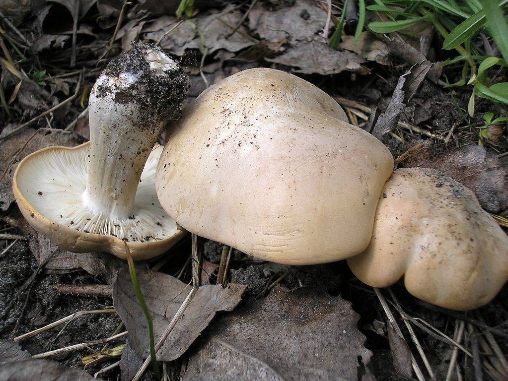 Рядовка майская грибы фото и описание где растет