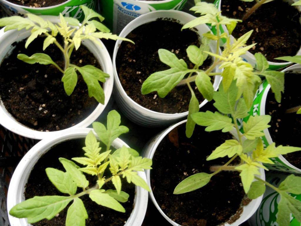 Почему вянет рассада помидоров и как помочь растениям?