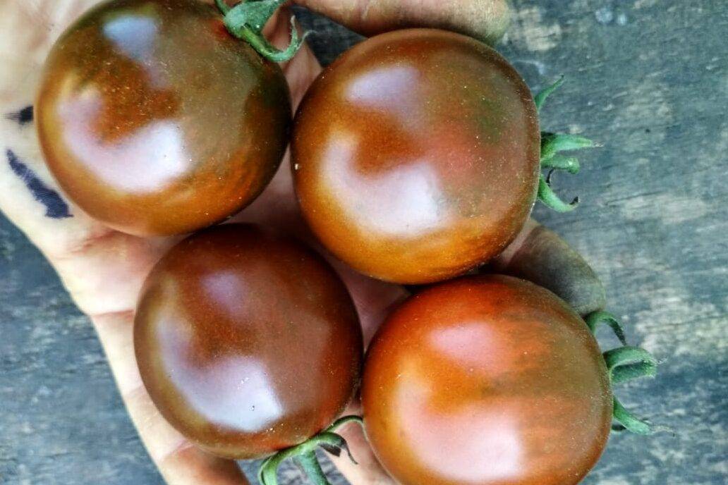 Эффектный вид и необычный вкус: помидоры «кумато» и секреты их выращивания