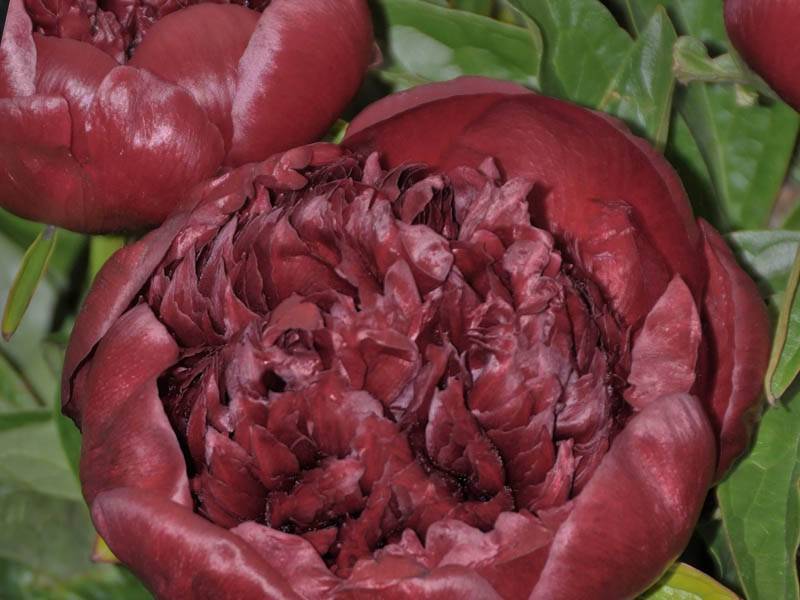 Бордовые пионы: фото цветов с названием