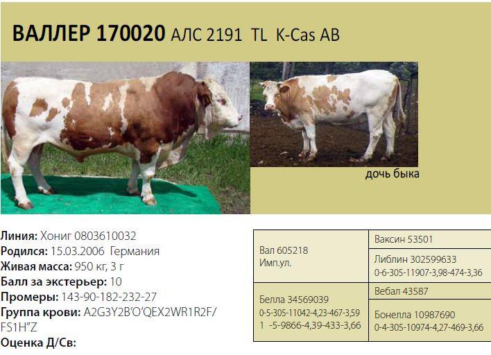 Вес быка. Симментальская порода бык вес. Бычки симментальской породы характеристика. Симментал порода Быков характеристика. Быки симментальская порода 1т вес.