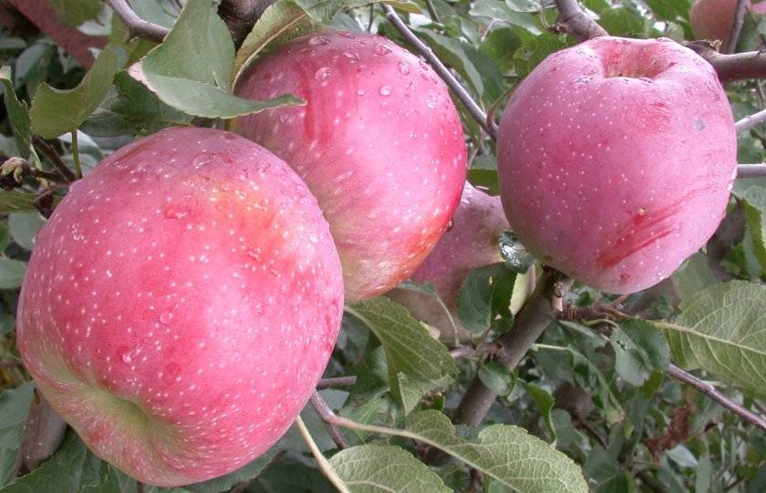 Лучшие сорта яблонь для урала и сибири: фото, описание сортов, отзывы