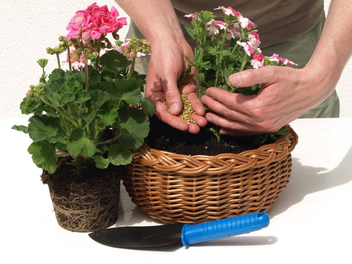 Цветущая герань: можно ли пересаживать и как ухаживать за растением после процедуры?