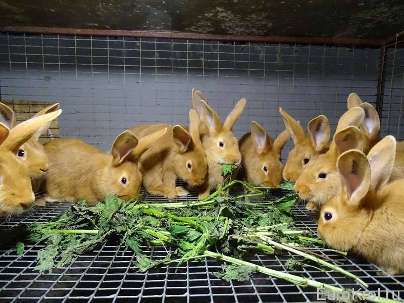 Можно ли давать кроликам крапиву, в каком виде и каких количествах