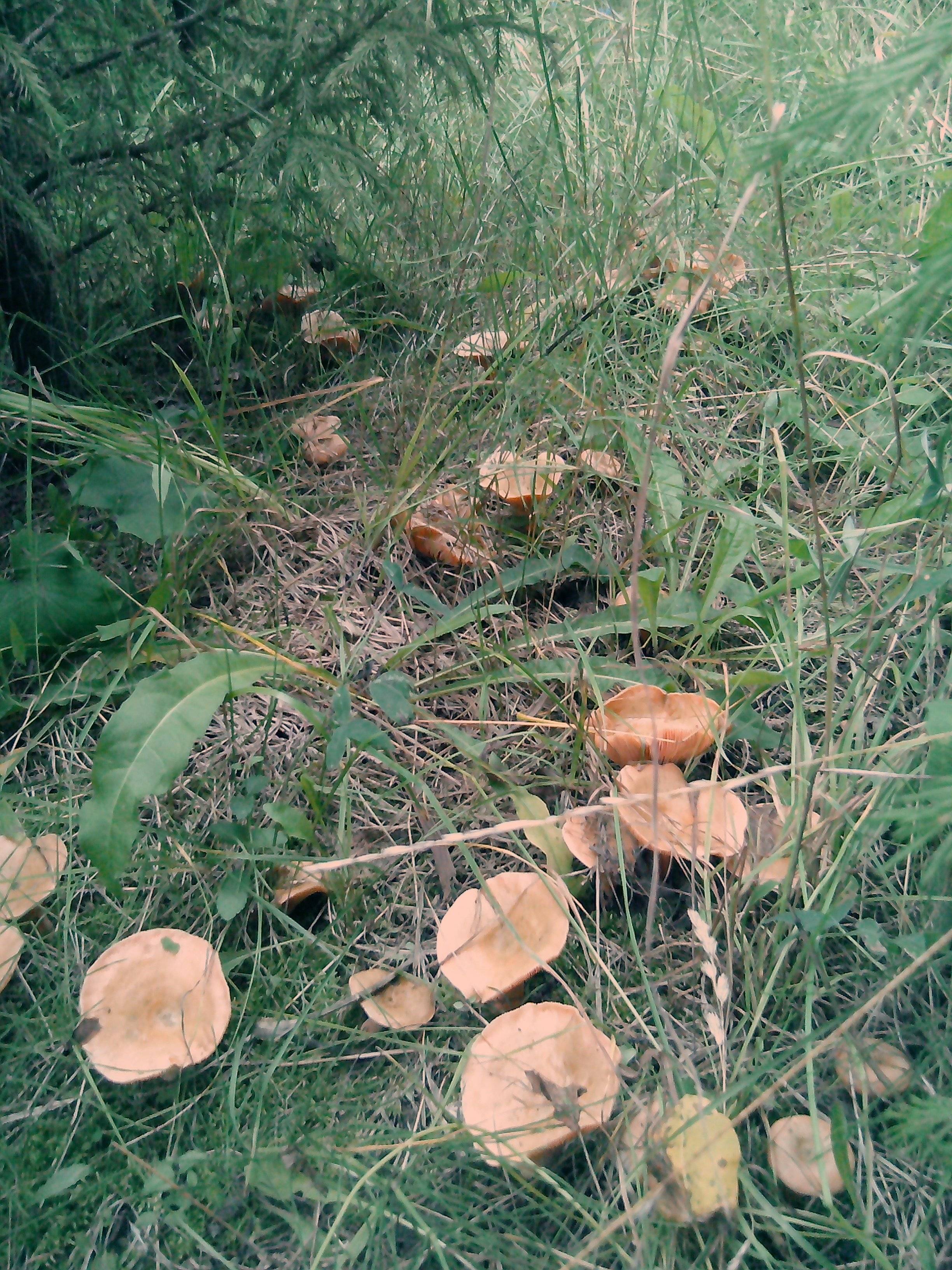 Рыжики грибы семейства сыроежковые | виды и где их искать