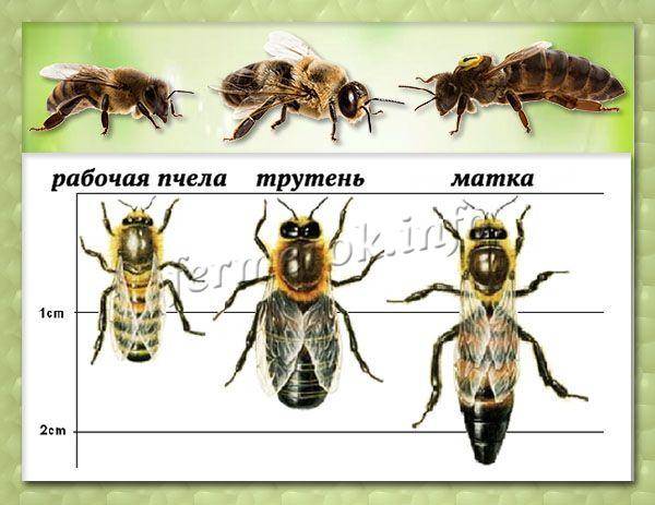 Динамика развития пчелиной семьи