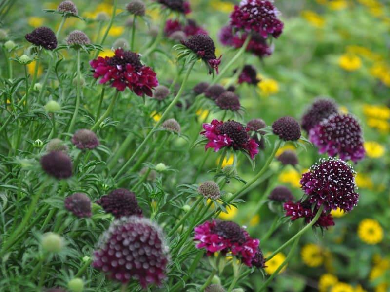 Идеальное растение для вашего цветника - ароматная скабиоза