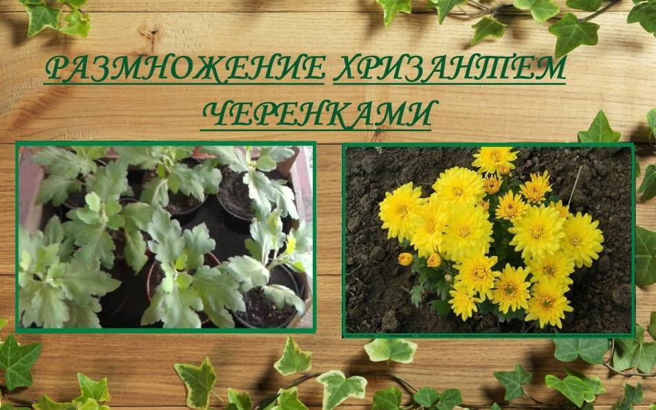 Зимостойкие сорта хризантем: 20 самых лучших с фото и описанием, корейские, индийские, особенности выращивания и отзывы