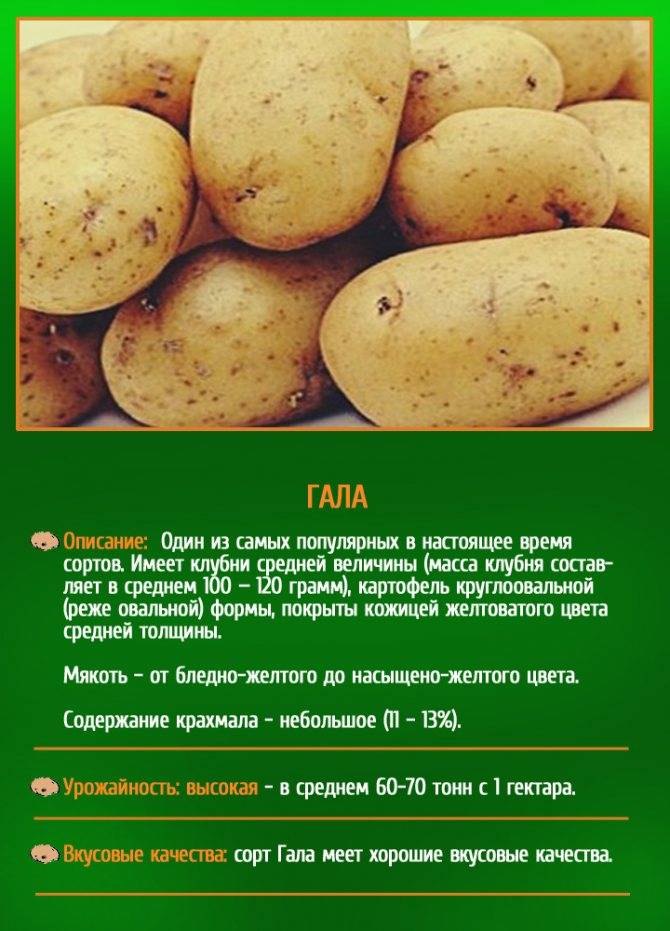 Картофель ласунок: описание сорта, фото, отзывы