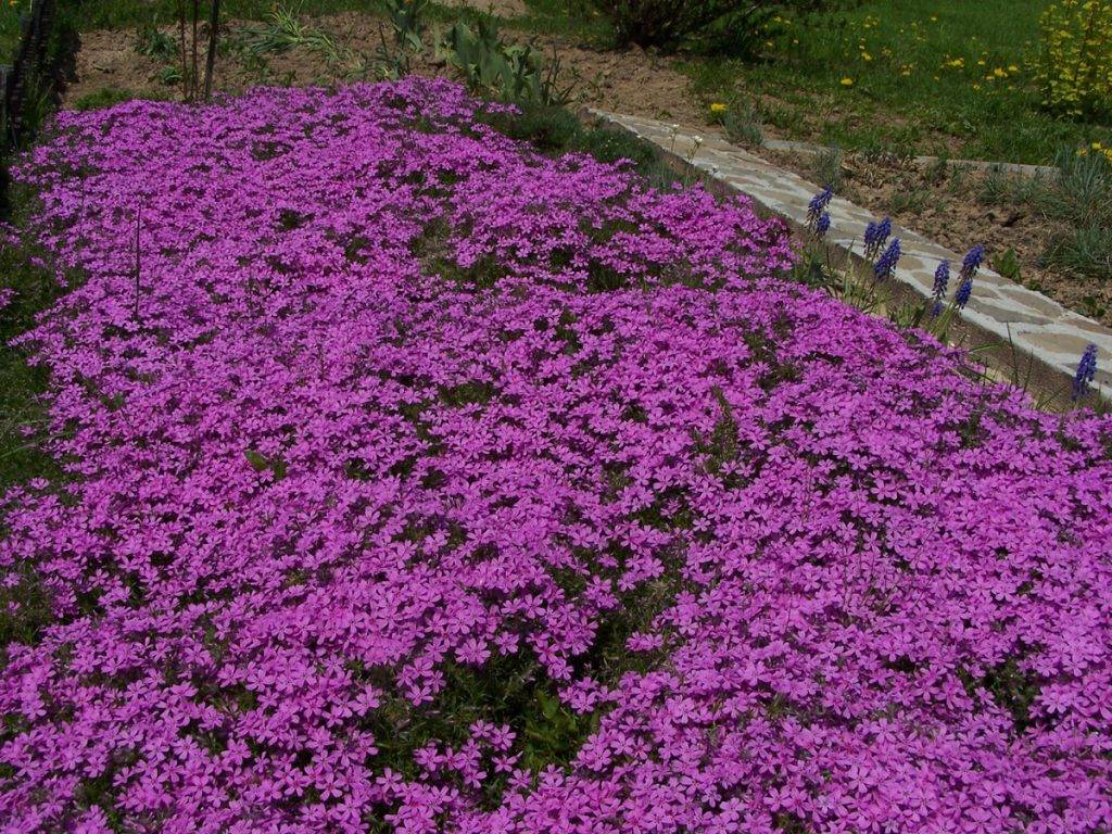 Почвопокровные растения: виды, названия, выращивание - sadovnikam.ru