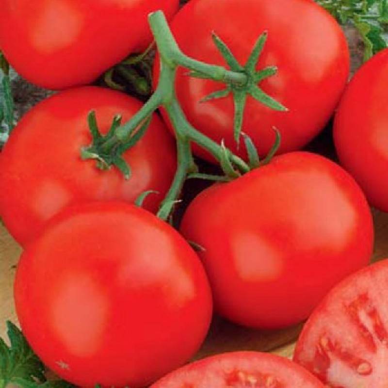 Томат аврора: отзывы, фото, урожайность, описание и характеристика | tomatland.ru