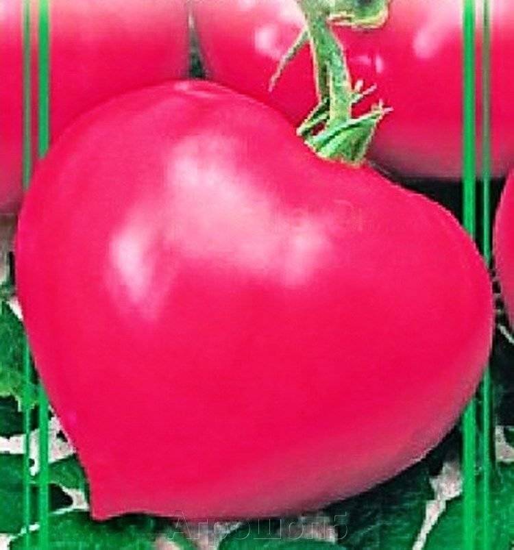 Описание сорта томата розовый сон f1 и его характеристики - все о фермерстве, растениях и урожае