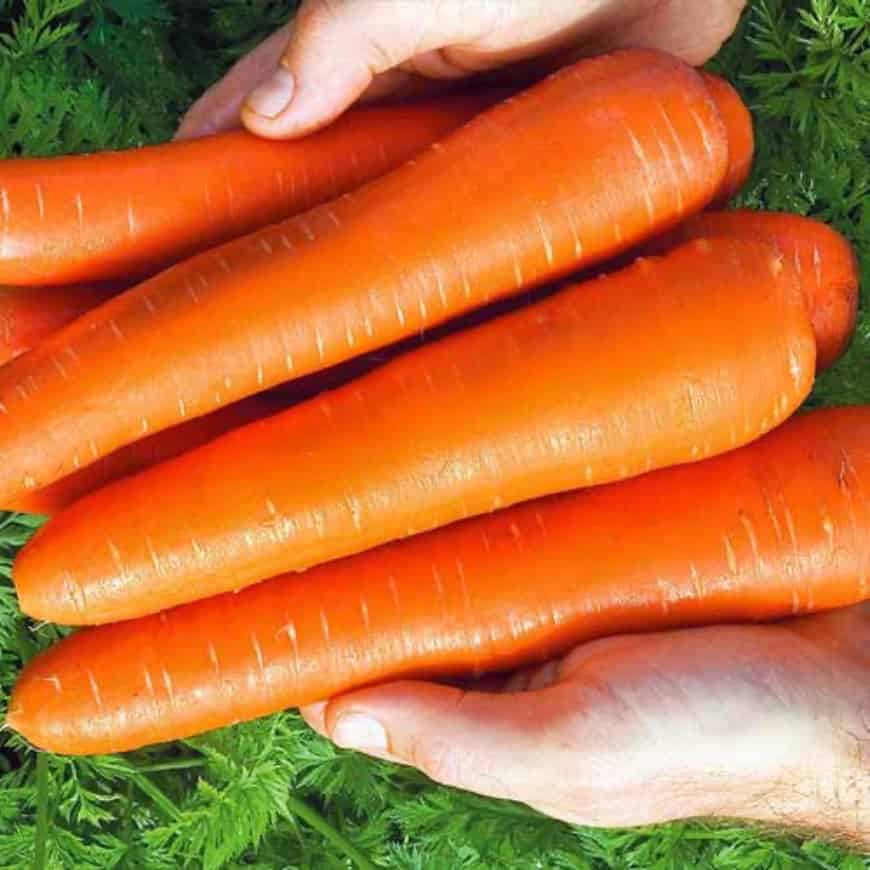 Сорта моркови для Урала