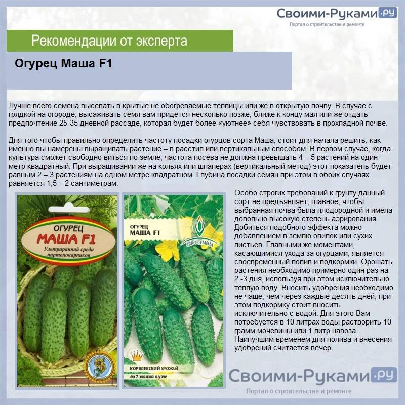 Лучшие сорта огурцов