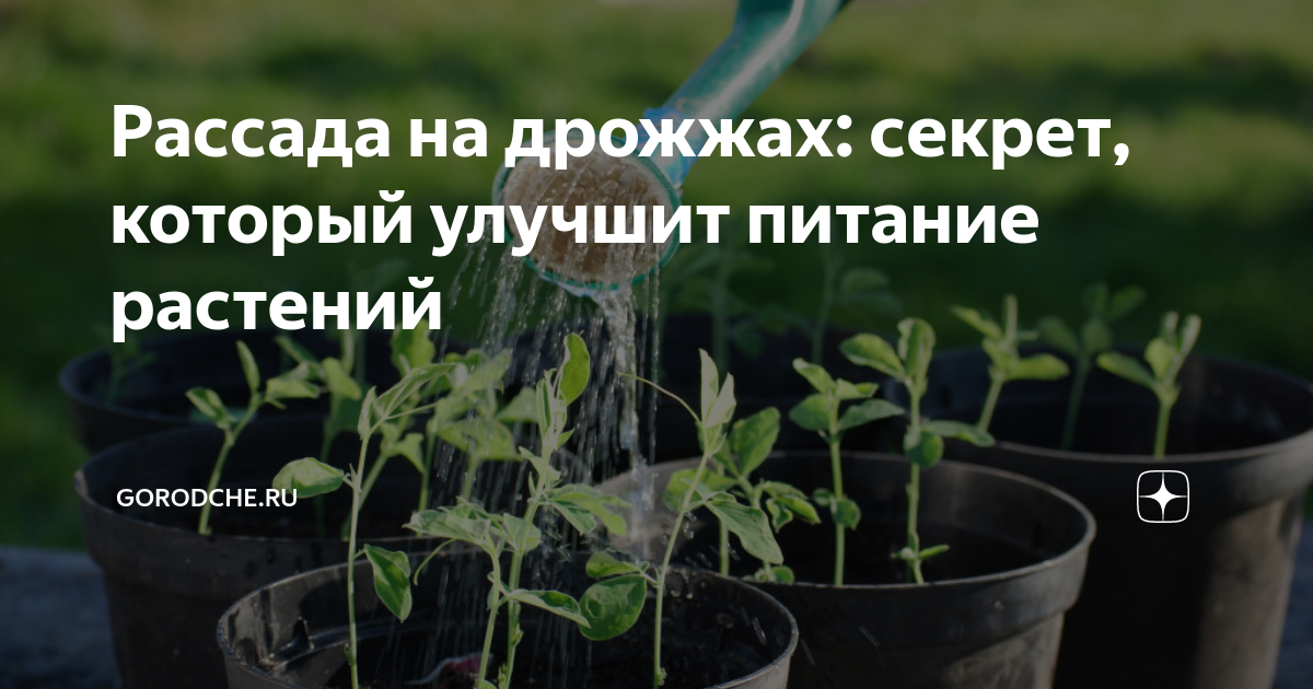 Чем полить рассаду чтоб не вытягивалась. С днем рассады. Чем полить рассаду чтобы не вытягивалась и была крепкой. Удобрение для рассады чтоб не тянулась. Чтобы рассада не вытягивалась и была крепкой помидоры.