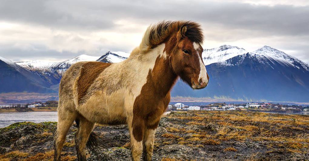 ★ исландская лошадь - все, что нужно знать об этой красивой породе ★  - советы путешественникам