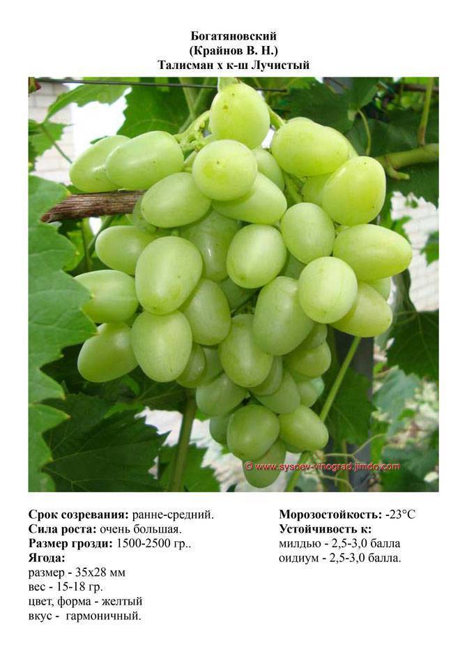 Виноград богатяновский: описание сорта, фото и отзывы