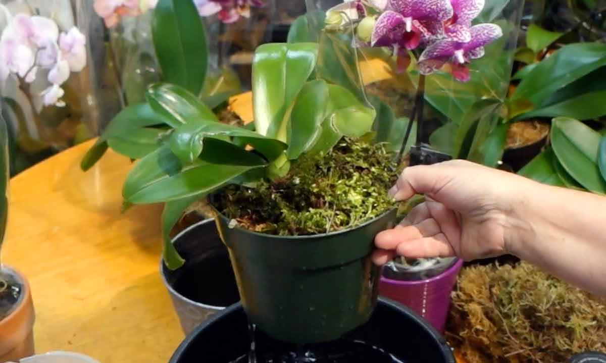 Правила полива орхидеи в домашних условиях: лучшие способы