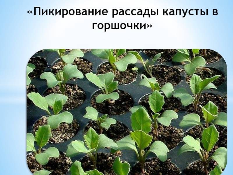 Рассада брокколи картинки