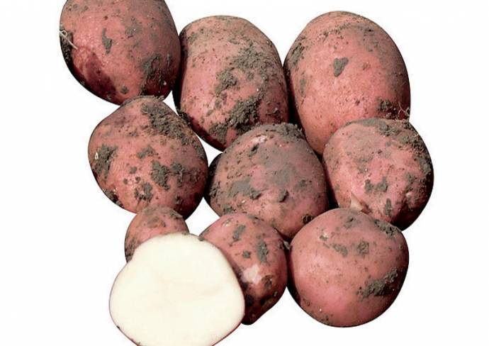 Большой и вкусный урожай с голландским картофелем романо