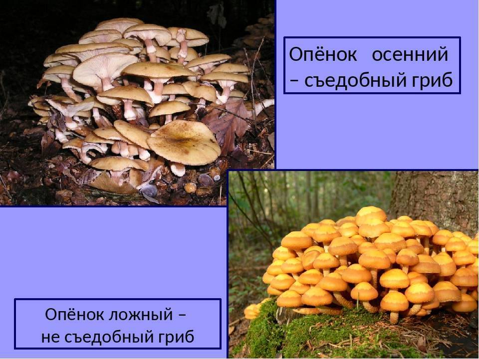 Ложные осенние опята: фото, видео, описание, как отличить съедобные грибы от ядовитых