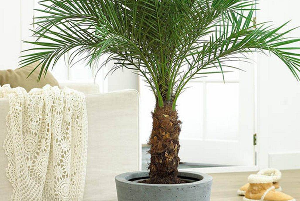 Пальма из финиковой косточки в домашних условиях фото