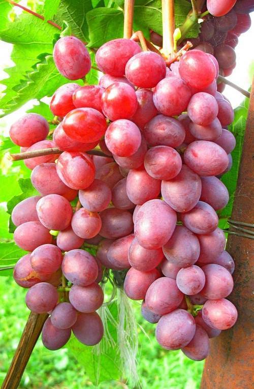 Сорт винограда велюр отзывы